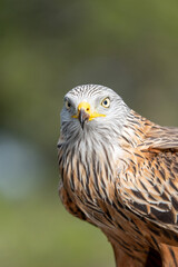 Naklejka premium Red kite (Milvus milvus) photographed in Spain
