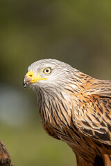 Naklejka premium Red kite (Milvus milvus) photographed in Spain