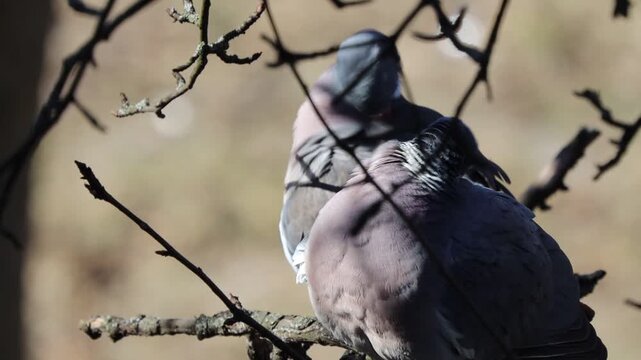 A pair of wild wood pigeons preening each other's feathers on a tree branch