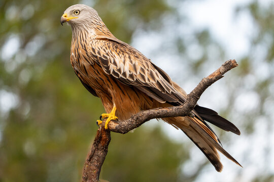 Red kite (Milvus milvus) photographed in Spain