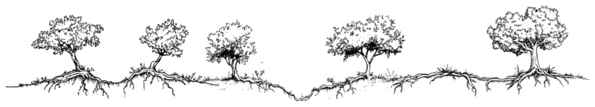 Row of trees with exposed roots on horizontal terrain in minimalist sketch style