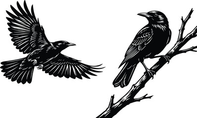 Fototapeta premium Detailed Engraving Style Crow and Raven Vector Set Featuring One Bird Flying and One Perched on a Tree Branch for Gothic and Nature Designs