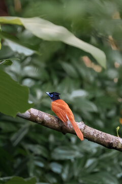 Paradise Flycatcher Female (Terpsiphone paradisi)
belongs to the monarch flycatcher family, Monarchidae.