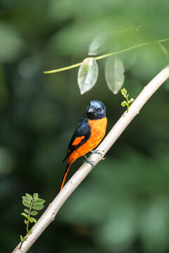 orange minivet male (Pericrocotus flammeus)
a brightly colored bird in the cuckooshrike family, Campephagidae.
