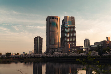 大阪・毛馬桜之宮公園の大川沿いに咲く満開の桜並木と高層ビル群の夕景 © goodspeed