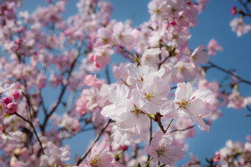 Fototapeta premium 青空を背景に満開に咲き誇る美しい桜の花のクローズアップ