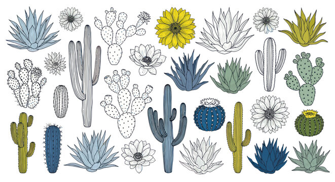Collection of various cactus plants 1.