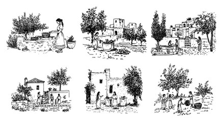 Obraz premium Mediterranean women harvesting olives and working in ancient village in hand drawn sketch style