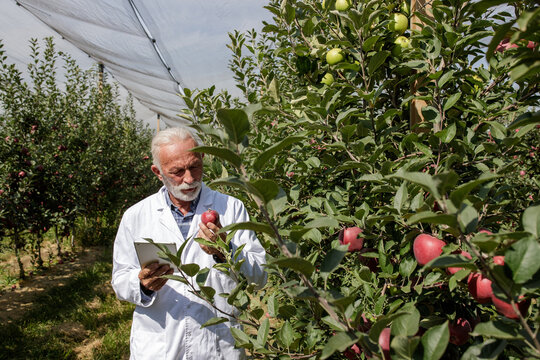 Expert inspects apples in orchard