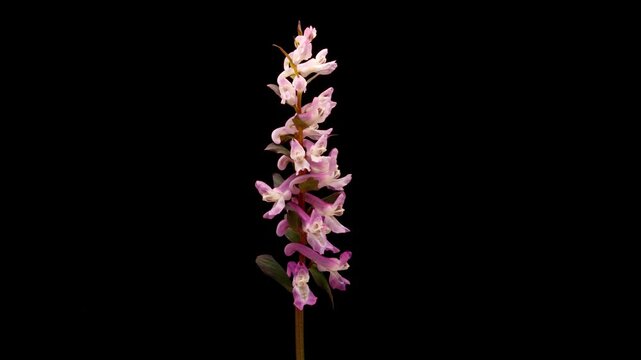 Timelapse of Corydalis flower blooming on a black background. Macro botanical scene showing delicate pink wildflower opening and natural plant growth.