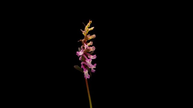 Macro timelapse of Corydalis flower opening and blooming. Isolated pink wildflower on black background showing plant growth and flower development process.