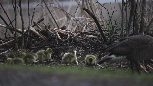 Ground-level footage of a Canada goose and several young goslings foraging in a grassy area. The mother leads the group while the newly hatched chicks peck at the ground and explore their surroundings
