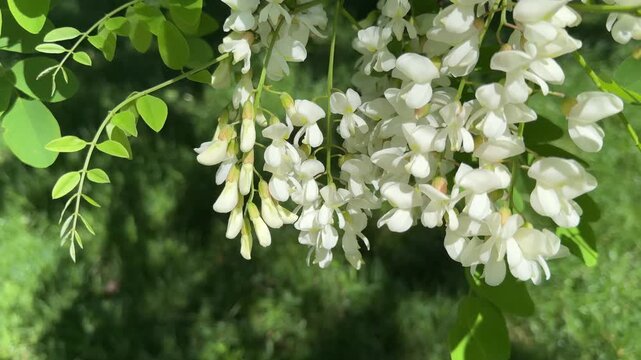 White flowers robinia pseudoacacia tree false acacia locust.