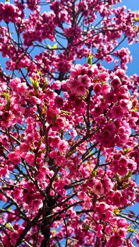 Cerejeiras em flor em Curitiba, Paran&aacute;, Brasil
| Cherry Blossoms in Curitiba, Paran&aacute;, Brazil
