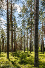 Fototapeta premium Magical fairytale forest. Forest therapy and stress relief