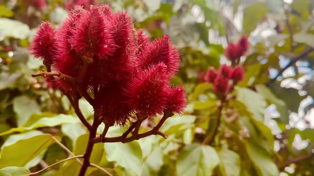 Fruto do urucum usado para colorau natural
T| Annatto fruit used as natural spice coloring