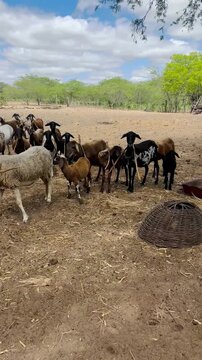 Vacas, cabras e ovelhas no sert&atilde;o da Bahia 