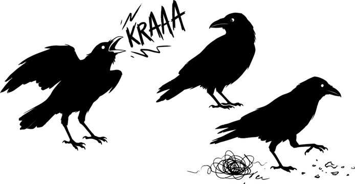 Three black raven silhouettes in various poses with sound effect for spooky Halloween graphic compositions