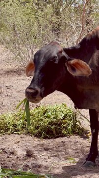 Vacas, cabras e ovelhas no sert&atilde;o da Bahia 