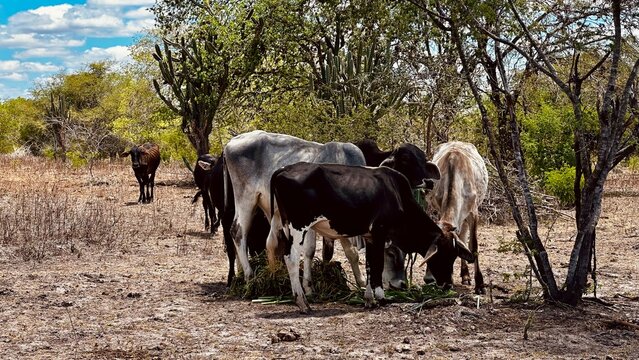 Vacas, cabras e ovelhas no sert&atilde;o da Bahia 