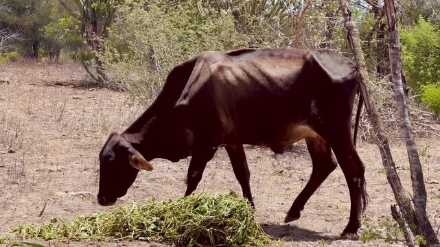 Vacas, cabras e ovelhas no sert&atilde;o da Bahia 