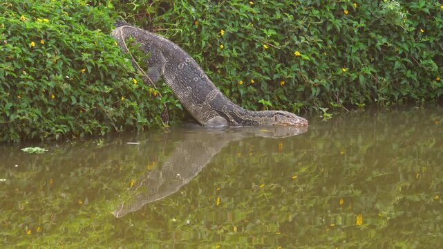A large Asian water monitor lizard (Varanus salvator) slowly sliding down a lush green bank with small yellow flowers and entering a murky pond. Tropical wildlife in a natural habitat in Bangkok.