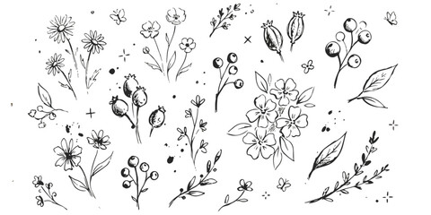 Hand drawn set of wild flowers and berries with leaves in a simple black ink sketch style Vector, illustration © md