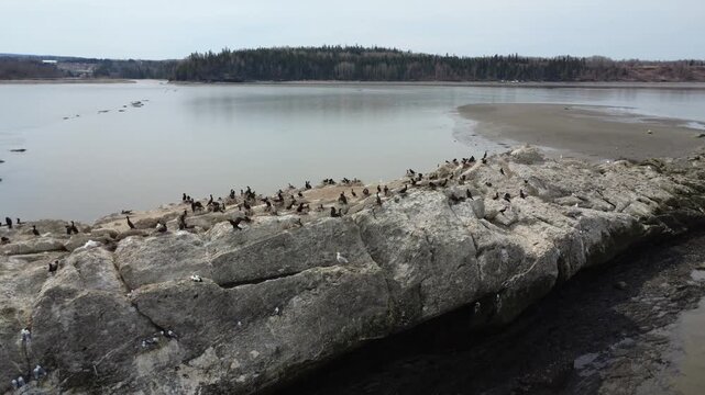 Drone footage of cormorants and gulls nesting on a rocky promontory at low tide beside calm estuary waters in Mitis Bay, Quebec, Canada.