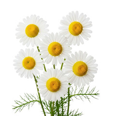 Fototapeta premium Bright yellow daisy flowers cluster on green stems