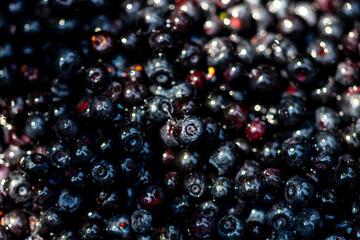 Wild blueberry. Freshly picked organic blueberries © Vlad Ispas