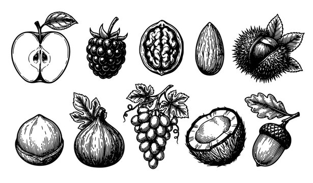Vintage Engraving Style Nuts, Fruits and Organic Food Hand Drawn Vector Illustration Set