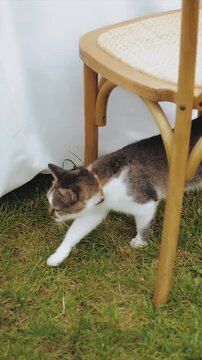 Vertical video. Cute domestic cat walking under wooden chairs on green grass during outdoor event setup. Close-up of curious pet exploring cozy wedding or picnic decor in natural daylight. Filmed in