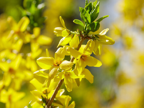 Bright yellow flowers on forsythia branches in the garden. Forsythia flowers, Golden Bell, Border Forsythia blooming in spring garden. Natural wallpaper.