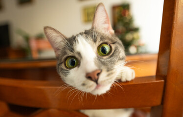 Funny cat  © Flo