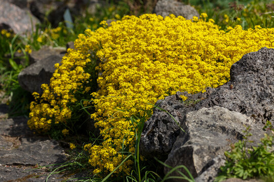 Alyssum saxatile. Common names include basket of gold, goldentuft alyssum, golden alyssum, golden alison, gold-dust, golden-tuft alyssum, golden-tuft madwort, rock madwort