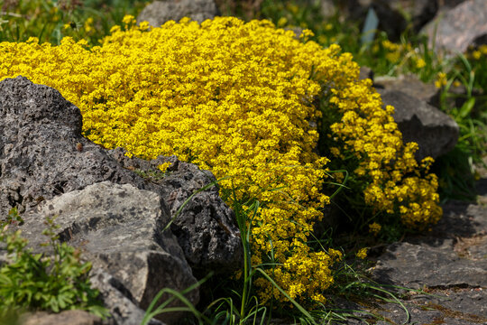 Alyssum saxatile.Common names include basket of gold, goldentuft alyssum, golden alyssum, golden alison, gold-dust, golden-tuft alyssum, golden-tuft madwort, rock madwort