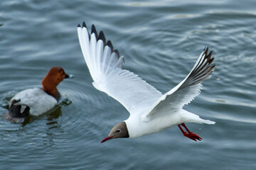 Obraz premium Black-headed gull with spread wings in flight above a lake surface, with a swimming duck behind it. Natural outdoor scene of wild birds interacting in nature. Photo