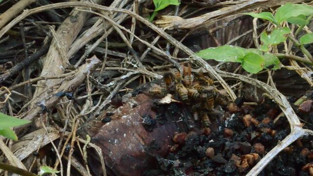 Bees and Pepper Wasp Feeding On Discarded Wine-Soaked Sweet Fruits