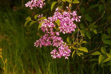 Fototapeta premium Blooming lilac branch with purple flowers and soft green grass background in spring park