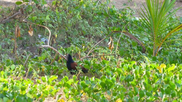 A Greater Coucal (Centropus sinensis), also known as a crow pheasant, walking through lush green coastal foliage. This large black bird with distinctive chestnut brown wings and red eyes