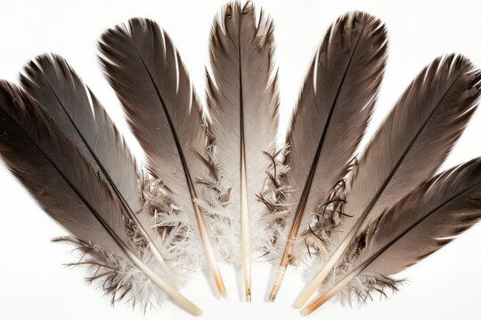 Close-up of Feathers on White Background