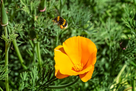 Close up of a bumble bee flying above orange california poopy with full pollen sacs in Wiltshire, UK
