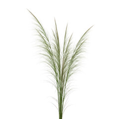 Fototapeta premium Dried ornamental grass plant on white background