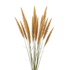 Fototapeta premium Dried ornamental grass stalks with golden seeds isolated