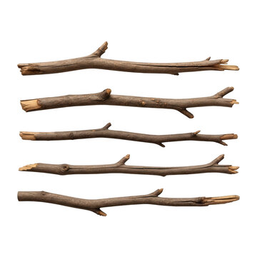 Dried branches arranged in parallel lines on white background