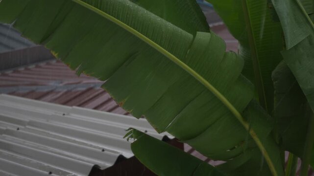 Rain and windy water downpour with roof of a house. Swaying banana tree