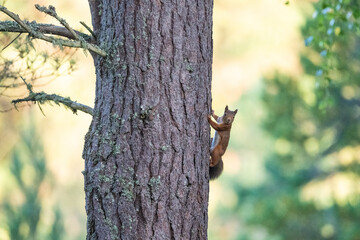 A red squirrel clings to the side of a pine tree, its fur a vibrant contrast to the rough bark. The squirrel looks towards the camera, its bushy tail curled. © John