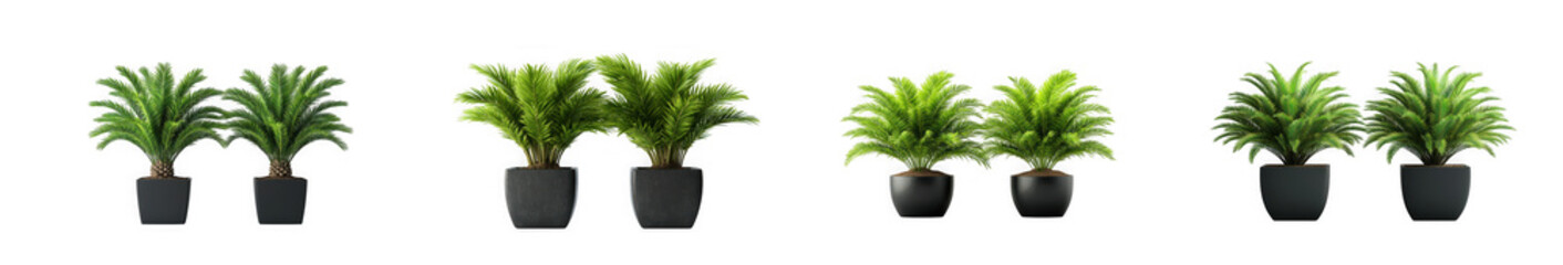 Obraz premium Set of small potted green ferns isolated on transparent background