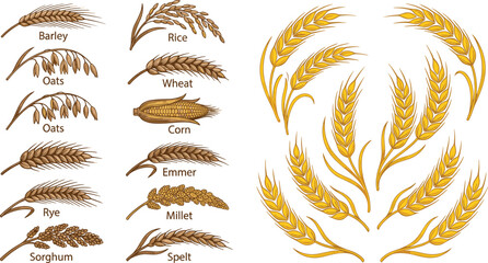 Hand Drawn Cereal Grain Icon Set with Golden Wheat Ears Featuring Barley Rice Oats Corn Rye Millet Sorghum and Spelt for Bakery Agriculture Vector © Md