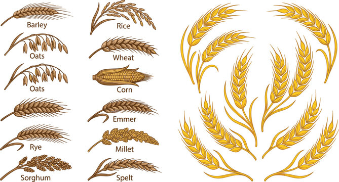 Hand Drawn Cereal Grain Icon Set with Golden Wheat Ears Featuring Barley Rice Oats Corn Rye Millet Sorghum and Spelt for Bakery Agriculture Vector